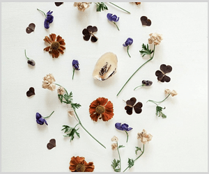 default-300x250-layout2293-herbs