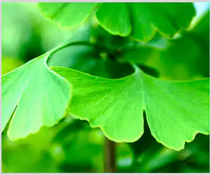 default-300x250-layout2293-ginkgo