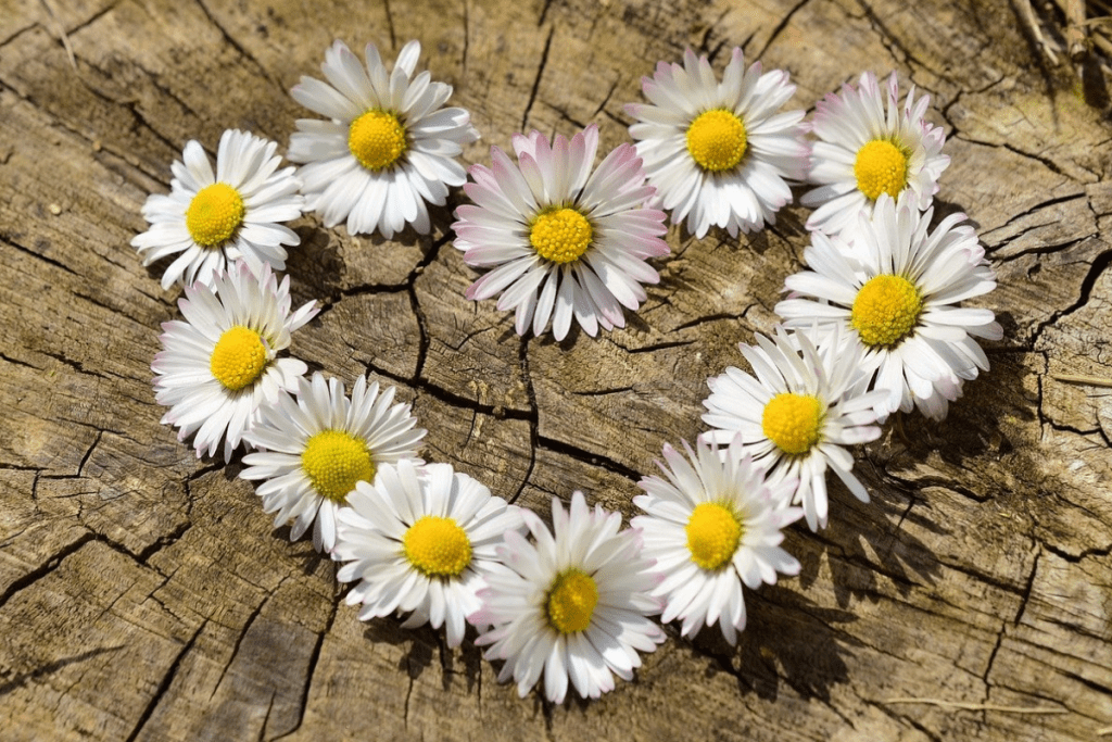 Geheimnis von Zichorie