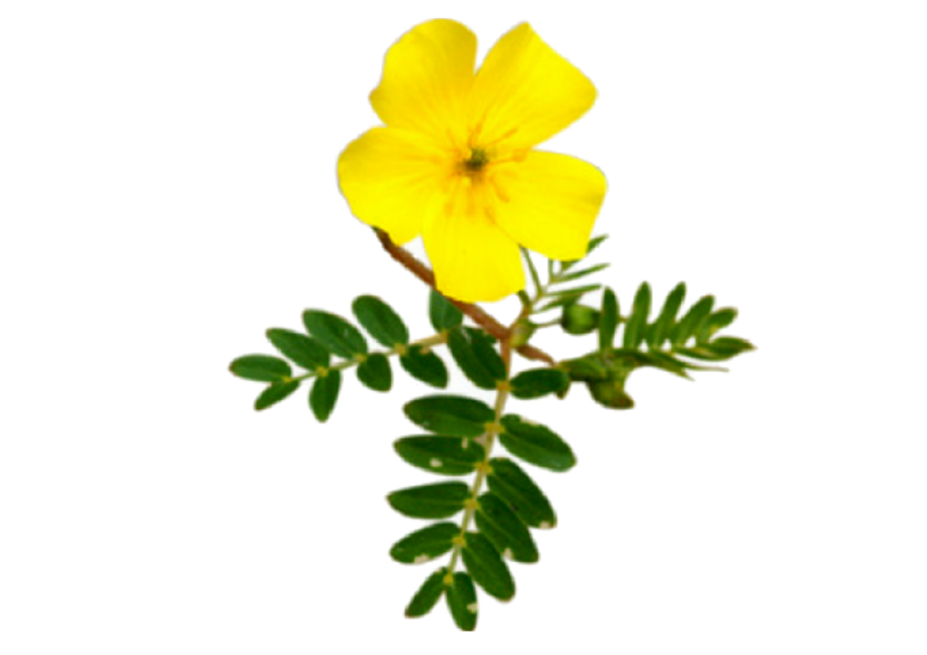 Tribulus terrestris plant