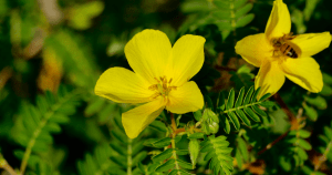 Tribulus terrestris, Vemoherb, myths debunked