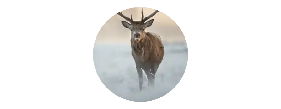 Story Ecdysterone VemoHerb Dietary Supplements