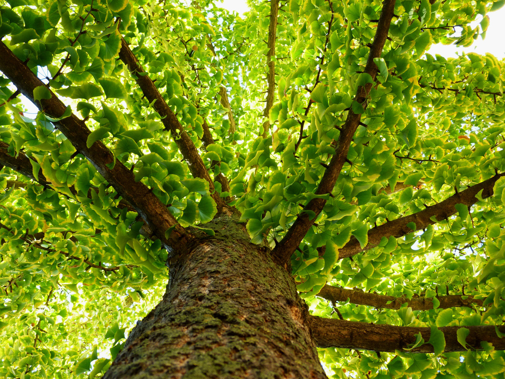 ginkgo biloba tree with green ginkgo leaves