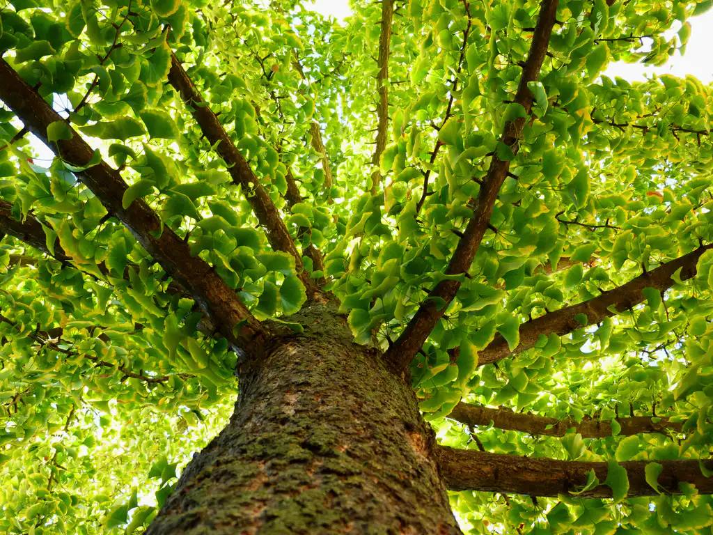 ginkgo biloba tree with green ginkgo leaves
