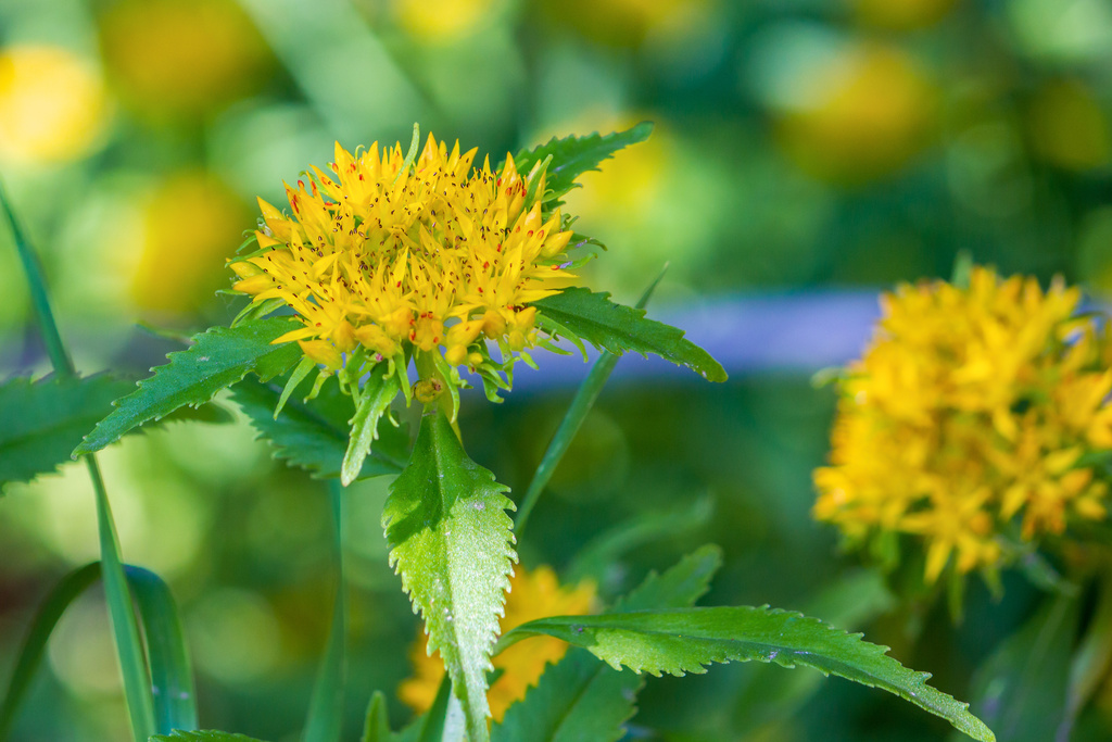 Rhodiola rosea plant