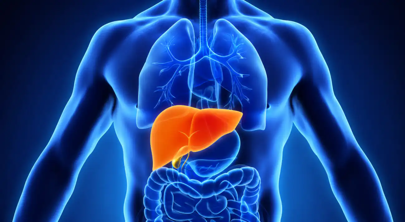 liver